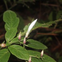 Barleria vestita T.Anderson